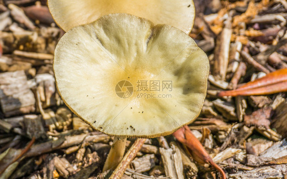 菌苔藓白色黄平面圆形蘑菇宏观关闭季节图片