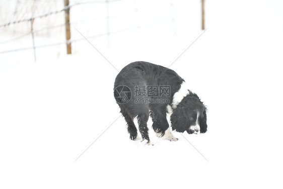 俄罗斯Spaniel在冬季行走俄国Spaniel在冬季行走品种狗朋友图片