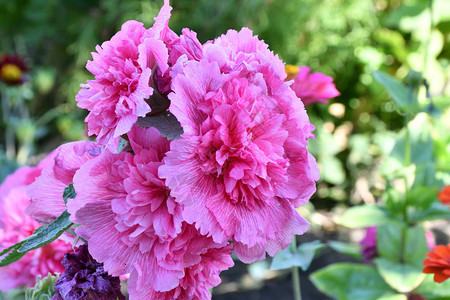 马尔瓦粉色的美丽夏天花园玛尔瓦粉图片