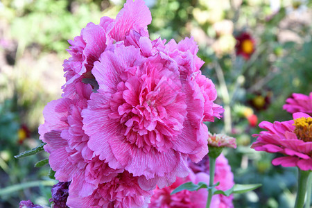 植物群粉色的夏天花园玛尔瓦粉植物图片