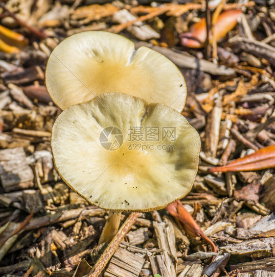 苔藓两个圆形白黄蘑菇大型闭合圆形的毒图片