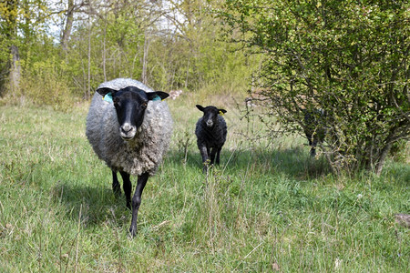 场地好奇的农村羊羔和在一片绿草地里来找你图片