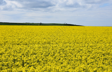 在眼目所见的尽远处闪耀着开花的种子田地农场春天英国图片
