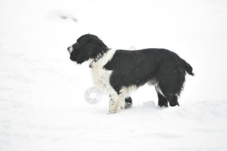 友谊西班牙猎狗俄罗斯Spaniel在冬季行走俄国Spaniel在冬季行走一种图片