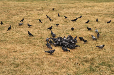 清算俄罗斯旅行一群鸽子和乌鸦仰望草地背景图片
