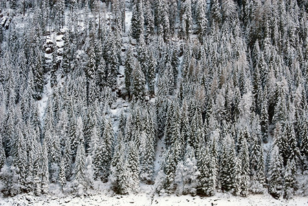 景观自然在意大利北部山边的一座上白雪覆盖着树木叶子图片