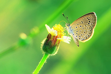 蝴蝶在美丽的花朵上闪耀着草天君主图片
