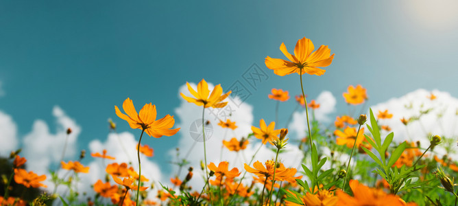 美丽的花园阳光和蓝天空背景的黄花朵开盛环境图片