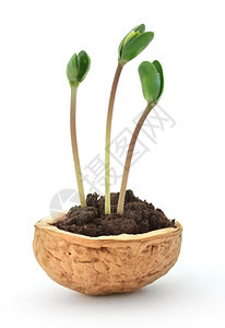垂直的一种小豆类植物在一个总壳里水果图片