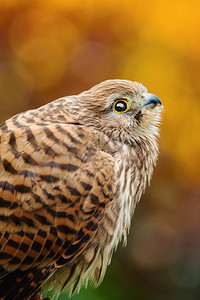 羽毛状棕色的猎物普通红隼FalcoTinnunculus的肖像普通红隼图片