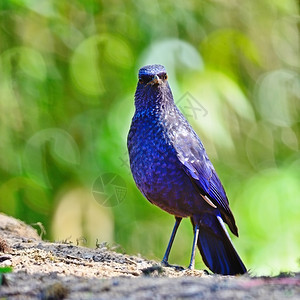 自然树蓝鸟口哨画眉Mophonuscaeruleus站在地上胸部轮廓叶子图片