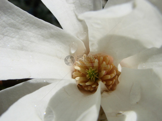 叶子白玉兰花逆天特写白玉兰花逆天特写绿色盛开图片