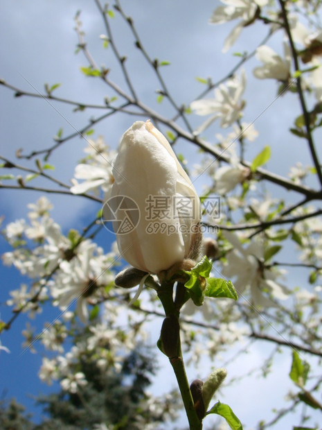 美丽绽放白玉兰花逆天特写白玉兰花逆天特写户外图片