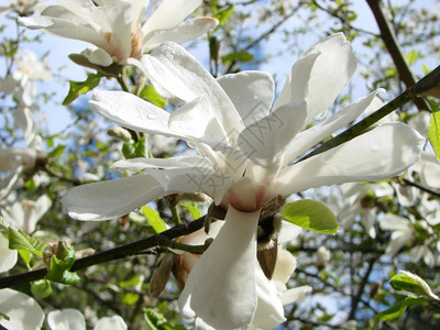 公园单身的美丽白玉兰花逆天特写白玉兰花逆天特写图片