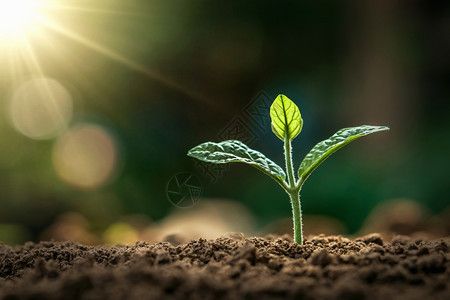 土壤新鲜的在园艺概念地球日晨光中生长的小型植物天图片