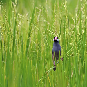 美丽的爪哇雀鸟Lonchura在稻田的奥里兹沃拉自由场地荒野图片