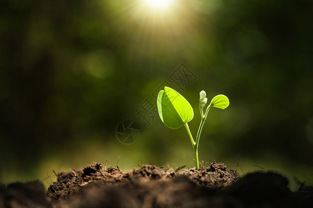 种子在不同环境下新的生长在阳光下的年轻植物地球可持续的背景