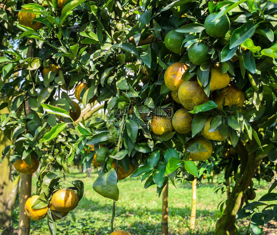 户外泰国食物在橙园的树上果实闭着橘子水果图片