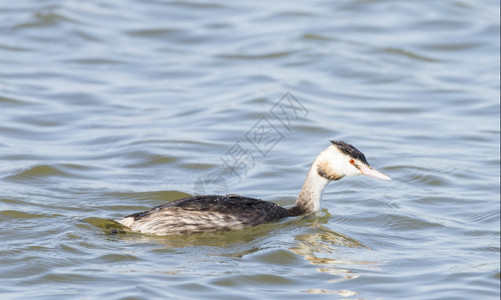 GreatCrestedGrebePodicepscristatus游泳三角洲湿地Llobregat自然动物女图片