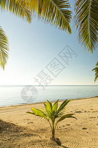 绿色树木景观青棕榈在热带海滩的沙上发芽长成年轻棕榈树图片