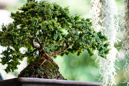 植物学分支园圃中的邦赛树文化图片