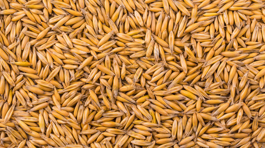 粮食农业饮天然燕麦本粒背景关闭上方视图图片
