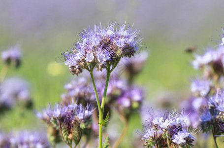 草地绿色夏日特写时的紫色花朵新鲜图片