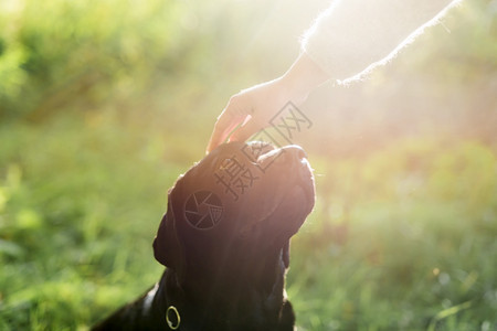主人的手在阳光下抚摸她的狗头高分辨率照片主人的手在阳光下抚摸她的狗头高质量照片盒子抽象的图片
