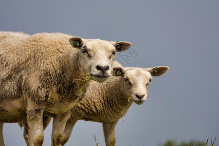 两只好奇的羊看艺术摄影机吃草夏天绿色清白的图片