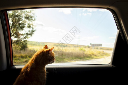 高清晰度照片猫坐在后座高品质照片在外的背后坐着高品质照片水果蔬菜墙纸图片