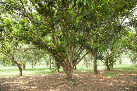 自然配有一棵大芒果树的花园用于与四肢大小相容一种农业图片