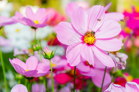 水平的公园旅行田间有蜜蜂的宇宙花朵图片