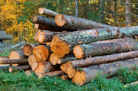 最佳活力原木堆叠在一起砍伐森林树干森林树干堆叠在一起的原木材料图片