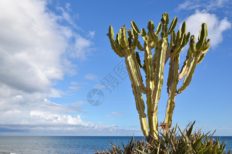 西班牙大加那利岛的西洋海岸旁太阳光仙人掌工厂格兰云蓝色的图片