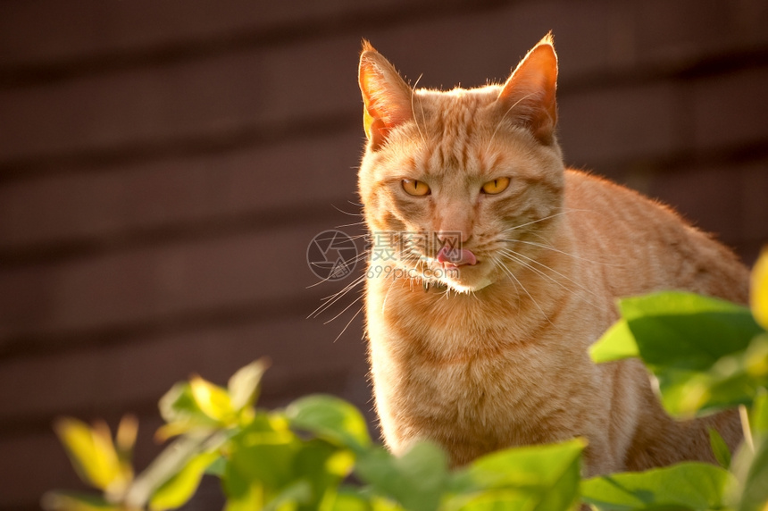 长着英俊的红小猫在日落时舔嘴唇在打猎后舔嘴唇盯着饥饿图片