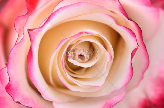 玫瑰头的宏观照片背景模板或拟顶层观光板的紫红和白玫瑰粉色和白的鲜花紧贴颜浪漫或者图片