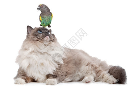 诱惑坐着盯一只鹦鹉在猫头顶上白色背景面前图片