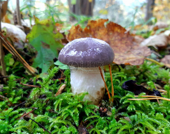 秋天在松树林地的绿苔草上紧闭小粘黏糊的蘑菇长钉落下叶子图片