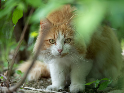 绿色美丽的猫肖像隐藏在叶子中与浅棕白和发看一种图片