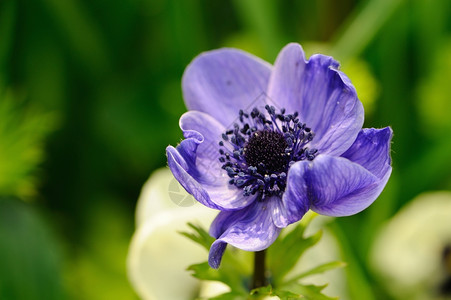 蕊粉彩植物绿色背景的蓝anemone关闭图片