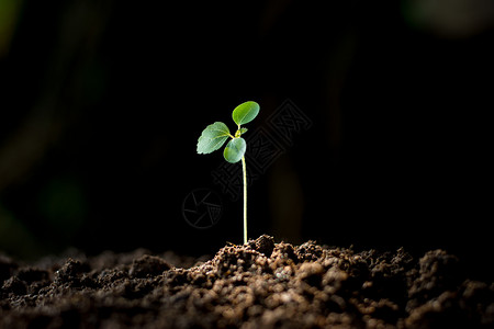 长大的一生幼苗从地底长成闪亮的光芒但以背景颜色变黑为一种子树设计
