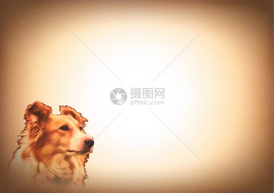 质地情人动物爱写卡片上的CollieDog图像标识图片