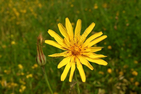 草本植物场地黄夏野花在草原上季节图片