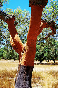 农业细节葡萄牙南部的橡树干软木图片