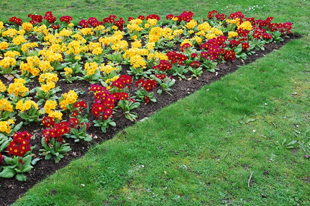 植物学在一个公共花园的美丽橙色和红褐花朵草报春图片