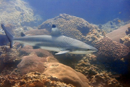 印度尼西亚鲨鱼咬伤在泰国帕隆潜水场的黑岩礁鲨鱼上一只黑地礁石马尔代夫图片