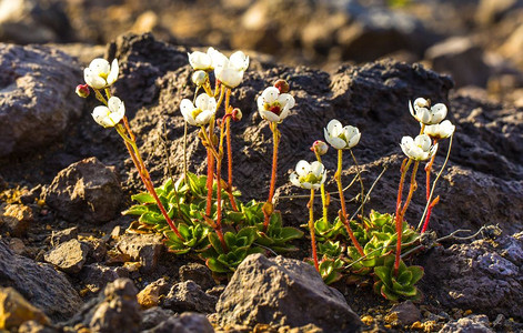 岩石生态Saxifragamerkii山脉植物生长在古代岩浆熔上将要图片