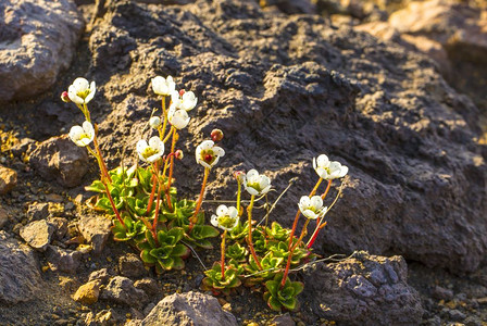 Saxifragamerkii山脉植物生长在古代岩浆熔上濒危堪察加适应图片