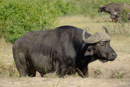 野生动物黑色的大雄水牛角动物图片