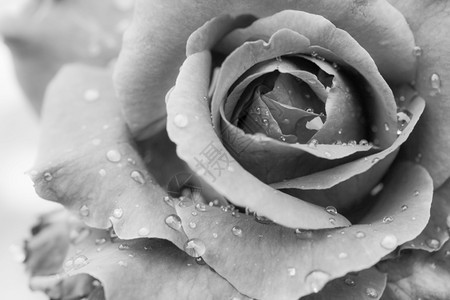 花瓣卡片黑色和白的玫瑰背景有水滴爱植物群图片